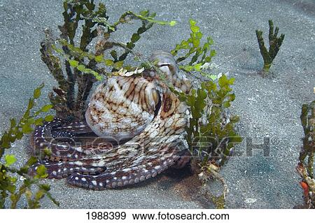 Stock Photo - Hawaii, Day Octopus (Octopus Cyanea) Hiding In Calcareous Halimeda Algae (Halimeda Opuntia). Fotosearch