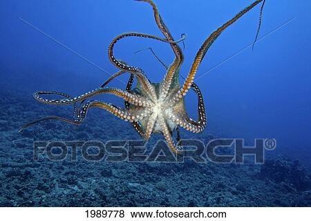 Hawaii, Day Octopus (Octopus Cyanea) The Underside Of An Eight Armed Cephalopod. View Large Photo Image Stock Photo - Hawaii, Day Octopus (Octopus Cyanea) The Underside Of An Eight Armed Cephalopod.. Fotosearch