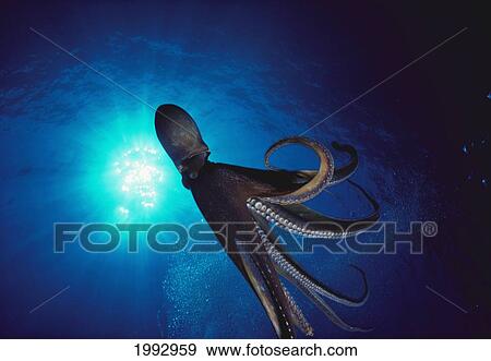 Stock Photo - Hawaii, Day Octopus (Octopus Cyanea), Illuminated By Bright Sunburst.. Fotosearch