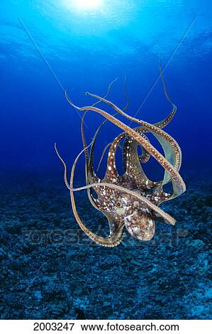 Hawaii, Day Octopus (Octopus Cyanea) Floating To Reef Bottom, Sunburst View Large Photo Image Stock Photo - Hawaii, Day Octopus (Octopus Cyanea) Floating To Reef Bottom, Sunburst. Fotosearch