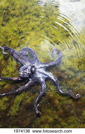 Stock Photograph - Hawaii, Day Octopus (Octopus Cyanea) Sitting In Shallow Water.. Fotosearch