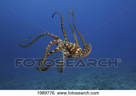 Hawaii, Day Octopus (Octopus Cyanea) Female Eight Armed Cephalopod Propels Through The Sea. View Large Photo Image Stock Photograph - Hawaii, Day Octopus (Octopus Cyanea) Female Eight Armed Cephalopod Propels Through The Sea.. Fotosearch