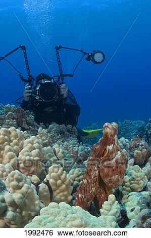 Hawaii, Day Octopus (Octopus Cyanea) And Underwater Photographer. View Large Photo Image Stock Photograph - Hawaii, Day Octopus (Octopus Cyanea) And Underwater Photographer.. Fotosearch