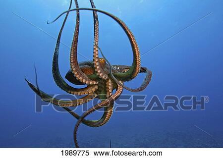 Hawaii, Day Octopus (Octopus Cyanea) The Tentacles Are Visible On This Eight Armed Cephalopod. View Large Photo Image Stock Photography - Hawaii, Day Octopus (Octopus Cyanea) The Tentacles Are Visible On This Eight Armed Cephalopod.. Fotosearch