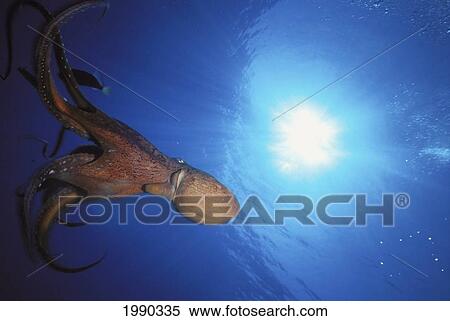 Stock Photography - Hawaii, Daytime Octopus Swims Up With Sunburst (Octopus Cyanea). Fotosearch