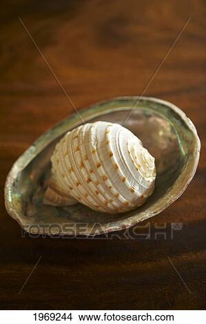 Picture - Hawaii, Decorative Dish With Tropical Seashell.. Fotosearch