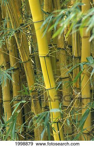 Hawaii, Detail Of Growing Bamboo Shoots B1630 View Large Photo Image Stock Photo - Hawaii, Detail Of Growing Bamboo Shoots B1630. Fotosearch