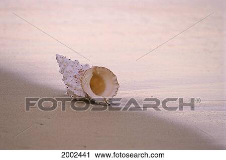 Hawaii, Detail Of Seashell Lying On Shoreline Beach At Dawn, Wet Sand View Large Photo Image Stock Image - Hawaii, Detail Of Seashell Lying On Shoreline Beach At Dawn, Wet Sand. Fotosearch