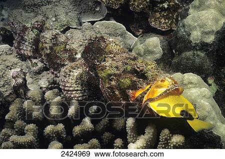 Stock Photo - Hawaii, Devil Scorpionfish with Butterflyfish in mouth.. Fotosearch
