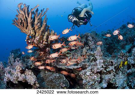 Hawaii, Diver and a school of soldierfish (Myripistis kuntee). View Large Photo Image Stock Image - Hawaii, Diver and a school of soldierfish (Myripistis kuntee).. Fotosearch