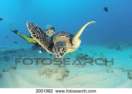 Stock Image - Hawaii, Diver And Green Sea Turtle (Chelonia Mydas) Swims Over Bottom. Fotosearch