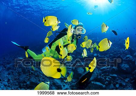 Stock Photo - Hawaii, Diver And Milletseed Butterflyfish (Chaetodon Miliaris) With Sunburst. Fotosearch