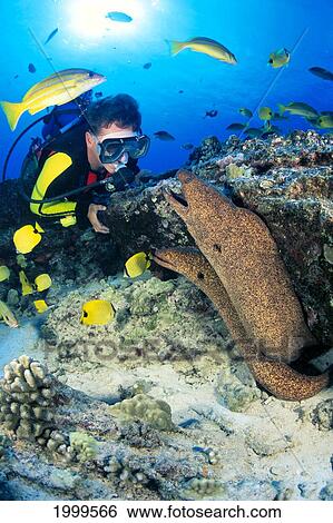 Stock Photograph - Hawaii, Diver And Two Yellow Margin Moral Eels (Gymnothorax Flavomarginatus). Fotosearch