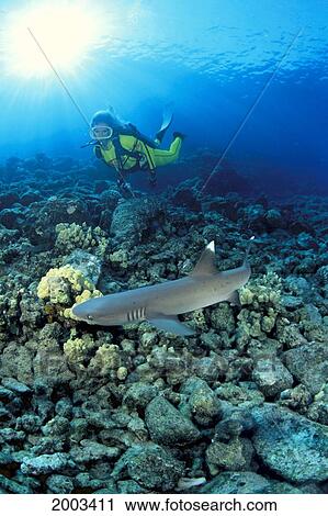 Stock Image - Hawaii, Diver And Whitetip Reef Shark (Triaenodon Obesus) Reef Scene. Fotosearch