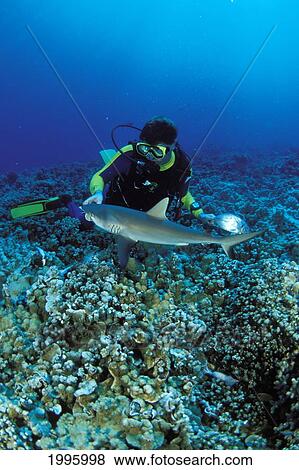 Hawaii, Diver Feeding Gray Reef Shark (Carcharhinus Amblyrhynchos) Over Reef. View Large Photo Image Stock Photo - Hawaii, Diver Feeding Gray Reef Shark (Carcharhinus Amblyrhynchos) Over Reef.. Fotosearch