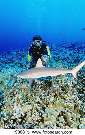 Hawaii, Diver Feeding Gray Reef Shark (Carcharhinus Amblyrhynchos) In Shallow Water. View Large Photo Image Stock Photography - Hawaii, Diver Feeding Gray Reef Shark (Carcharhinus Amblyrhynchos) In Shallow Water.. Fotosearch