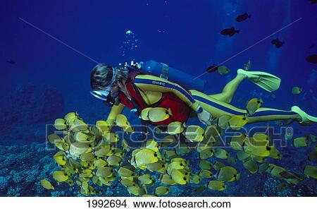 Picture - Hawaii, Diver Feeds Milletseed Butterflyfish (Chaetodon Miliaris). Fotosearch