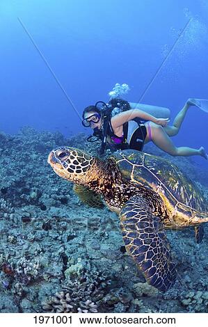 Stock Image - Hawaii, Diver Gets A Close-Up View Of A Green Sea Turtle (Chelonia Mydas). Fotosearch