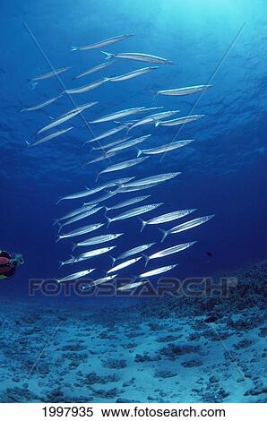 Stock Photography - Hawaii, Diver In Background Barracuda School, Sunburst A85E. Fotosearch