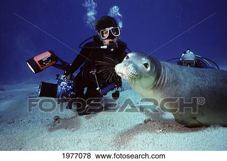 Hawaii, Diver Looks At Hawaiian Monk Seal At Sandy Ocean Floor. View Large Photo Image Stock Photo - Hawaii, Diver Looks At Hawaiian Monk Seal At Sandy Ocean Floor.. Fotosearch