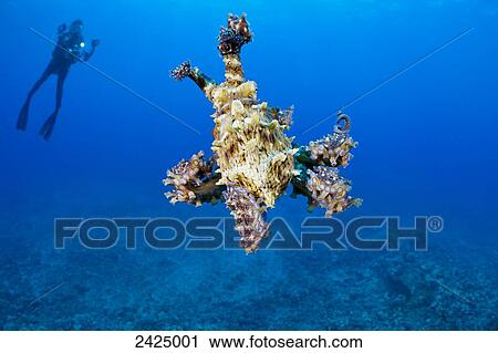Hawaii, Diver photographing a day octopus (Octopus cyanea). View Large Photo Image Stock Image - Hawaii, Diver photographing a day octopus (Octopus cyanea).. Fotosearch