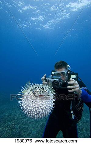 Stock Photograph - Hawaii, Diver Photographing A Spotted Porcupinefish (Diodon Hystrix), Puffed Up With Spines Sticking Out.. Fotosearch