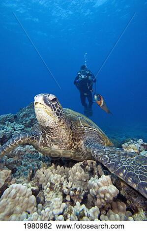 Stock Image - Hawaii, Diver Photographing Green Sea Turtle (Chelonia Mydas) And Endemic Saddle Wrasse (Thalassoma Duperrey).. Fotosearch