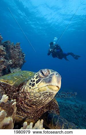 Stock Photo - Hawaii, Diver Photographing Green Sea Turtle (Chelonia Mydas).. Fotosearch