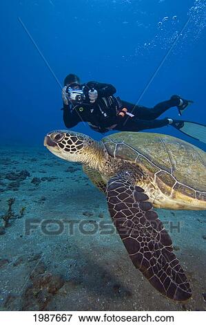 Stock Photo - Hawaii, Diver Photographing Green Sea Turtle (Chelonia Mydas). Fotosearch
