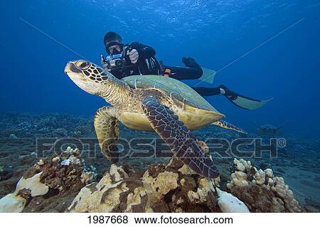 Stock Photo - Hawaii, Diver Photographing Green Sea Turtle (Chelonia Mydas). Fotosearch