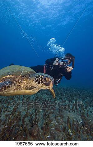 Hawaii, Diver Photographing Green Sea Turtle (Chelonia Mydas) View Large Photo Image Stock Photograph - Hawaii, Diver Photographing Green Sea Turtle (Chelonia Mydas). Fotosearch