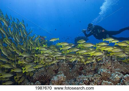 Stock Image - Hawaii, Diver Photographing Schooling Bluestripe Snapper (Lutjanus Kasmira). Fotosearch