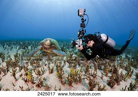 Hawaii, Diver photographs Green Sea Turtle in Pacific Ocean. View Large Photo Image Stock Photo - Hawaii, Diver photographs Green Sea Turtle in Pacific Ocean.. Fotosearch