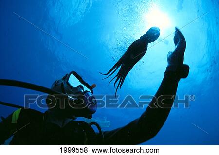 Stock Photo - Hawaii, Diver Reaches Out To Baby Octopus, Silhouetted, Sunburst. Fotosearch