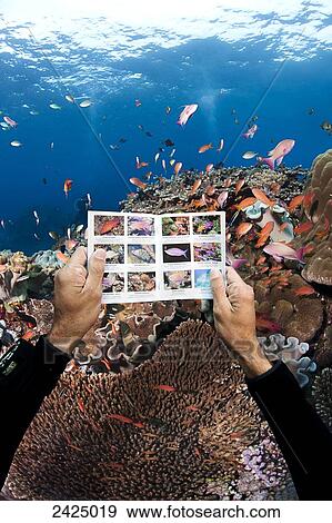 Hawaii, Diver searches for fish species with guidebook. View Large Photo Image Stock Photo - Hawaii, Diver searches for fish species with guidebook.. Fotosearch