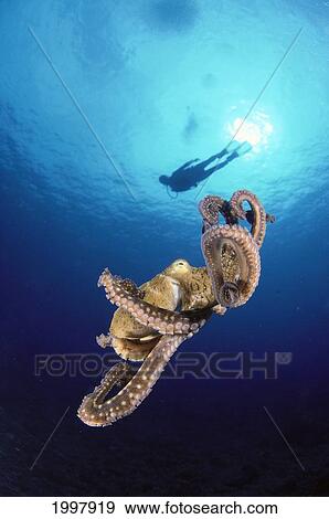 Hawaii, Diver Silhouetted At Surface With Sunburst, Octopus Midwater (Octopus Cyanea) A87D View Large Photo Image Stock Photo - Hawaii, Diver Silhouetted At Surface With Sunburst, Octopus Midwater (Octopus Cyanea) A87D. Fotosearch