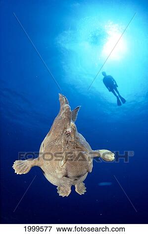 Hawaii, Diver Silhouetted At Surface With Angler Fish In Foreground View Large Photo Image Stock Photo - Hawaii, Diver Silhouetted At Surface With Angler Fish In Foreground. Fotosearch