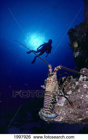 Hawaii, Diver Silhouetted By Sunburst And Spiny Lobster In Foreground A89J View Large Photo Image Stock Photograph - Hawaii, Diver Silhouetted By Sunburst And Spiny Lobster In Foreground A89J. Fotosearch