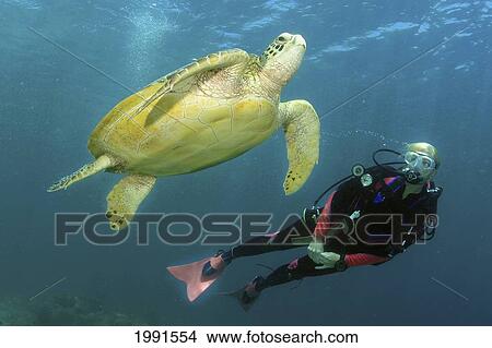 Picture - Hawaii, Diver Swimming Alongside Green Sea Turtle. [For Use Up To 13X20 Only]. Fotosearch