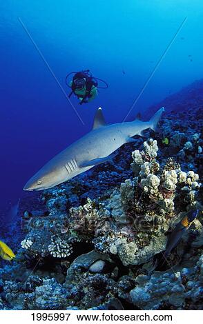 Hawaii, Diver Swimming Towards Whitetip Reef Shark (Triaenodon Obesus). View Large Photo Image Stock Photo - Hawaii, Diver Swimming Towards Whitetip Reef Shark (Triaenodon Obesus).. Fotosearch