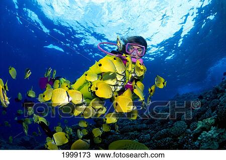 Hawaii, Diver With Lemon Butterflyfish (Chaetodon Miliaris) View Large Photo Image Stock Image - Hawaii, Diver With Lemon Butterflyfish (Chaetodon Miliaris). Fotosearch