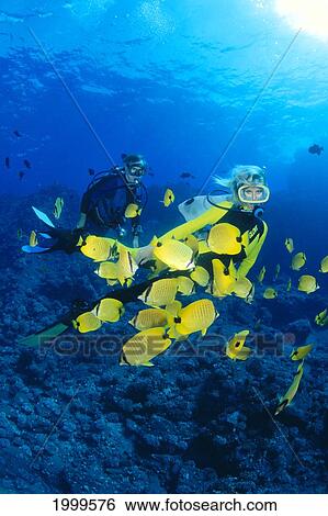 Stock Photograph - Hawaii, Divers And Milletseed Butterflyfish (Chaetodon Miliaris) Sunburst. Fotosearch