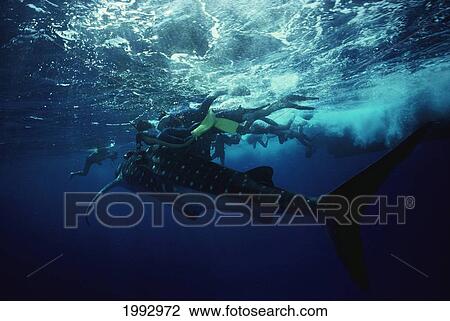 Stock Image - Hawaii, Divers Ride A Whale Shark Near Ocean Surface, Boat Visible From Underwater.. Fotosearch