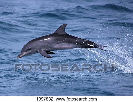 Stock Image - Hawaii, Dolphin Leaps Out Of Ocean, Full Body In The Air Side View A93F. Fotosearch