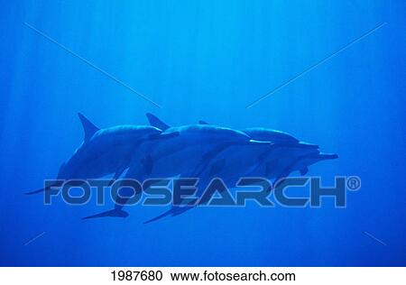 Hawaii, Dolphin Pod Swimming Together Underwater. View Large Photo Image Stock Image - Hawaii, Dolphin Pod Swimming Together Underwater.. Fotosearch