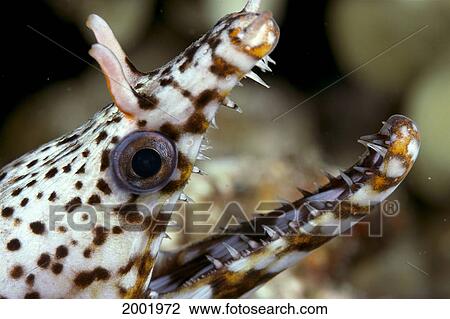 Stock Image - Hawaii, Dragon Eel Close-Up (Muraena Pardalis) Side View With Mouth Open. Fotosearch