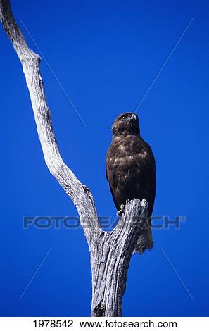 Stock Image - Hawaii, Endangered Hawaiian Hawk (I'o) On Tree In Blue Sky.. Fotosearch
