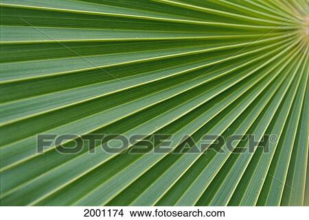 Picture - Hawaii, Extreme Close-Up Detail Of Fan Palm, Texture Vein Green Yellow. Fotosearch