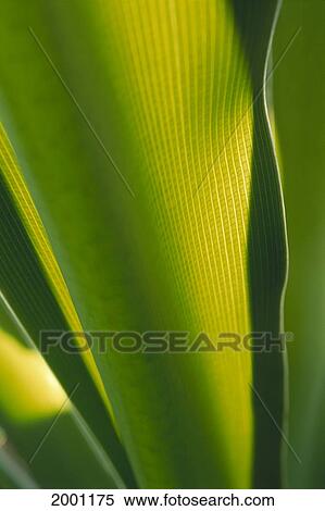 Hawaii, Extreme Close-Up Detail Of Ginger Plant Leaf Yellow Green With Sunlight View Large Photo Image Stock Photography - Hawaii, Extreme Close-Up Detail Of Ginger Plant Leaf Yellow Green With Sunlight. Fotosearch