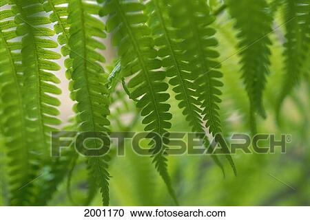 Hawaii, Extreme Close-Up Detail Of Tree Ferns Foliage, Green Blurry Background View Large Photo Image Stock Image - Hawaii, Extreme Close-Up Detail Of Tree Ferns Foliage, Green Blurry Background. Fotosearch